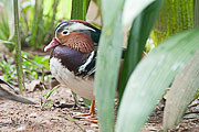 Picture 'Br1_1_01651 Mandatin Duck, Brazil'